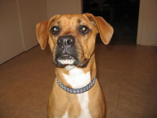 Abbie's new collar