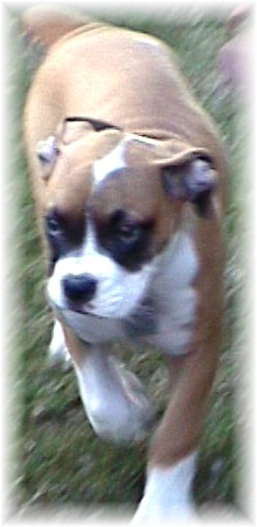 Abby @ 13 weeks