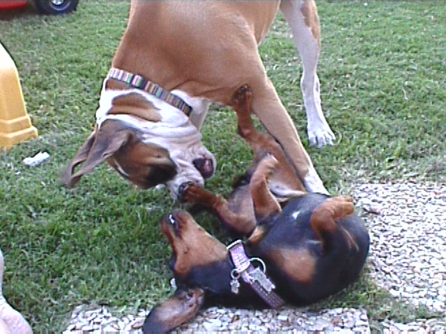 Abby - 6 months old & Petals - 1 year