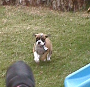 Abby - 8 Weeks