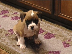 Abby - 8 weeks