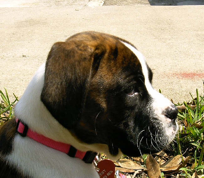 Abby - 9 weeks - Easter Sunday