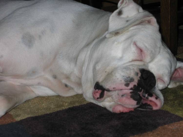 Abby all tuckered out