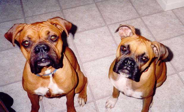 Abby and Baxter always together.,