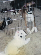 Abby and Snowy
