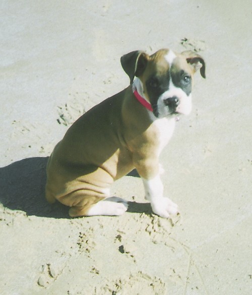 Abby at the beach