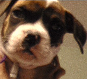 Abby - close up!