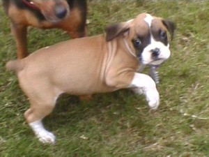 Abby Gayle - 8 weeks