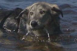 Abby getting used to the water.