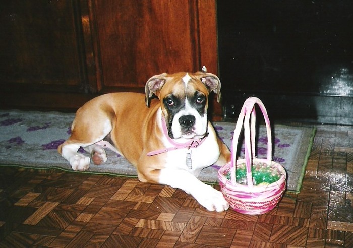 Abby  ... hoping the Easter Bunny brings her lots of goodies tonight!