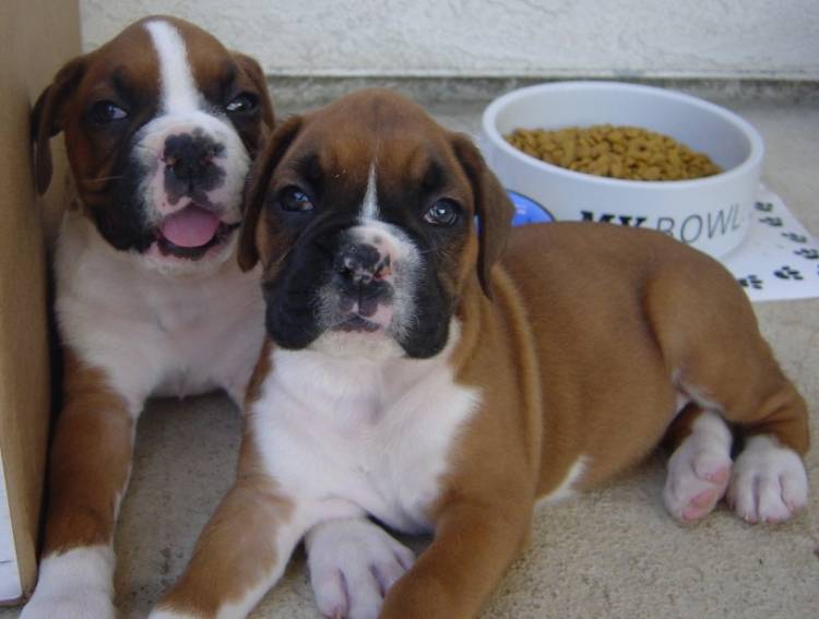 Abby & Lulu