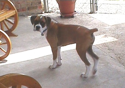 Abby - Mommy's little girl.