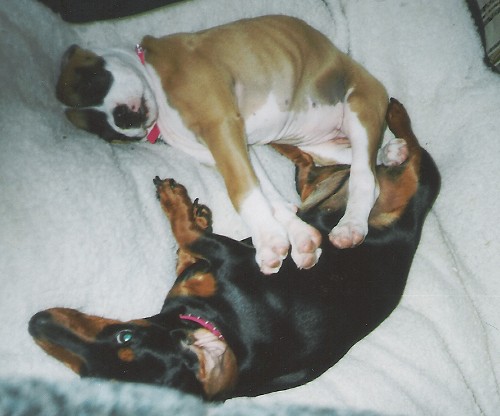 Abby & Petals - after a long, fun day at the beach.