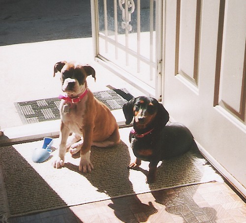 Abby & Petals - sunbathing in the doorway.