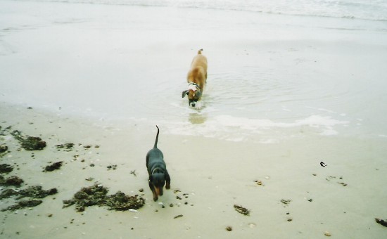 Abby & Petals - the best of friends.