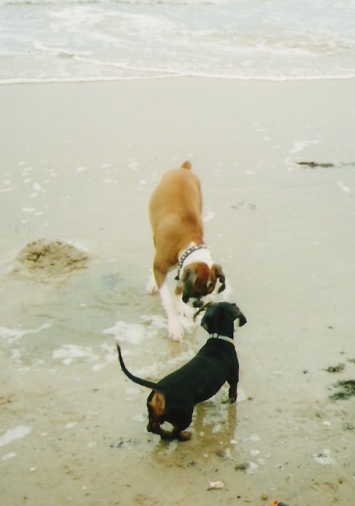 Abby & Petals
