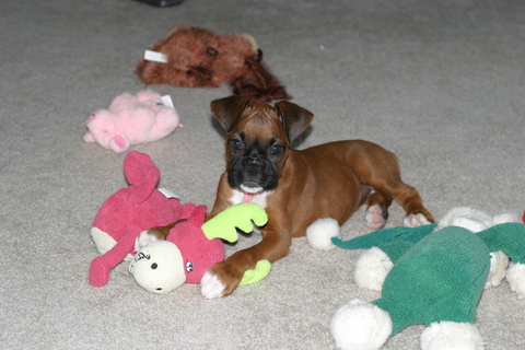 Abby puppy with toys