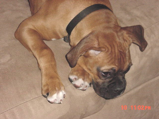 abby puppy
