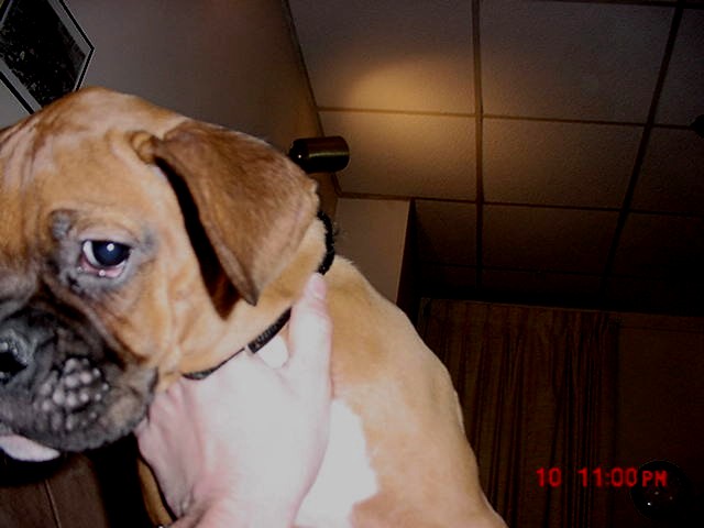 abby puppy