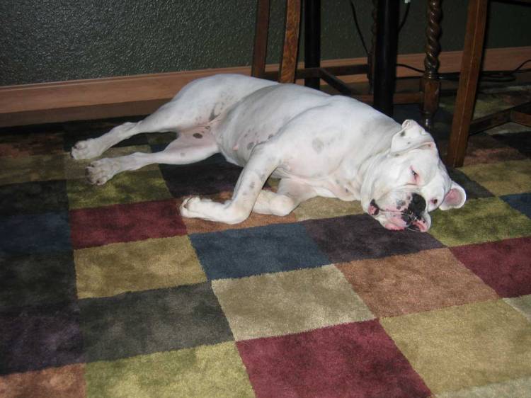 Abby sleeping