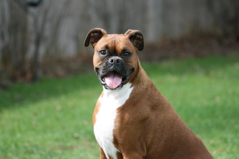Abby watching squirrels
