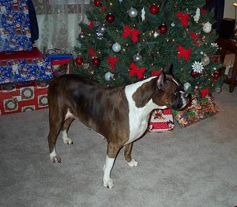 Abby Xmas 2000