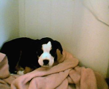abby