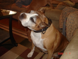 abby