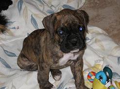 Abby_7_wks_