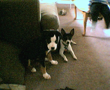 abby_and_peanut001