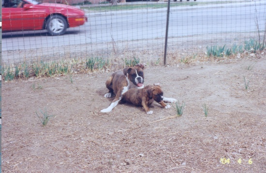 Abby_guarding_Tank