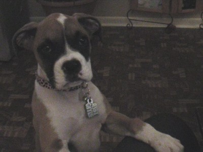 abbybegging_002