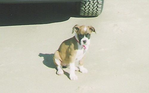 Abby's first time at the beach.