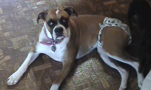 Abby's not too happy about this!