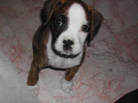 Abby's puppy picture