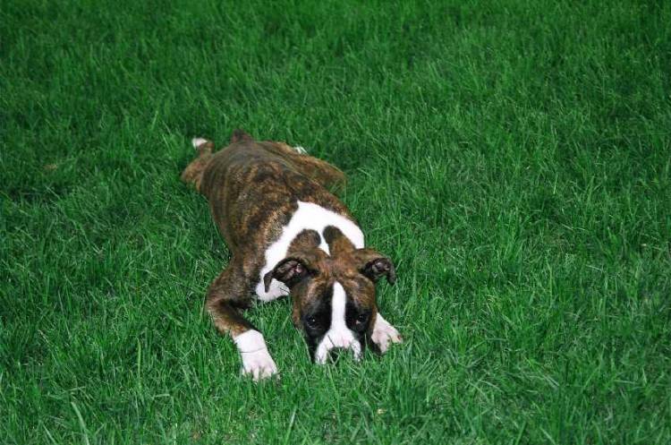 About to pounce on her brother Mateus, Taya thinks she is invisible in the