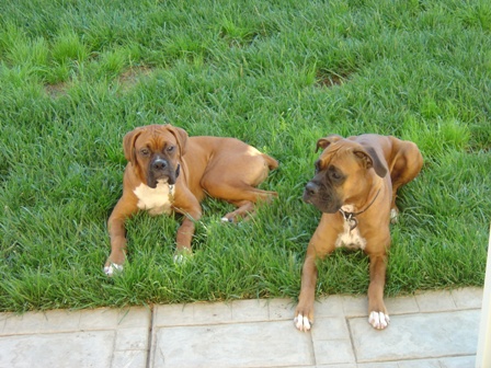 Ace and Carmen