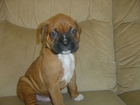 Ace at 8 weeks