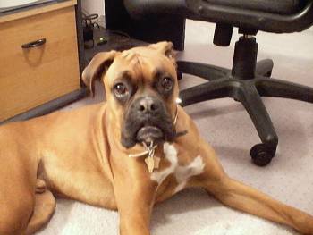 Ace - Busy Office