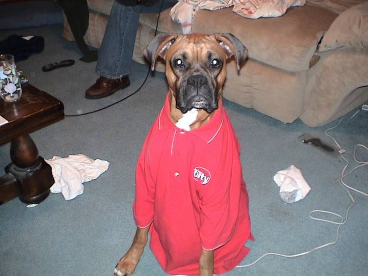 Ace is getting ready for work