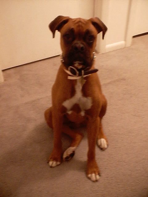 Ace - Sitting Tall