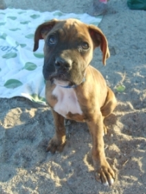 Achilles The Boxer
