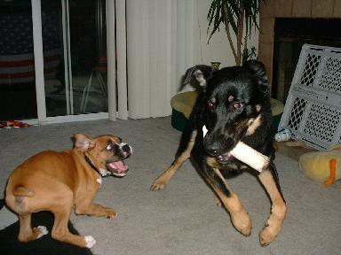 Action shot