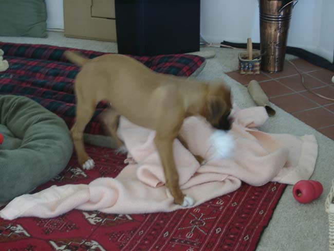 Action_shot