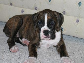Adam at 8 weeks old
