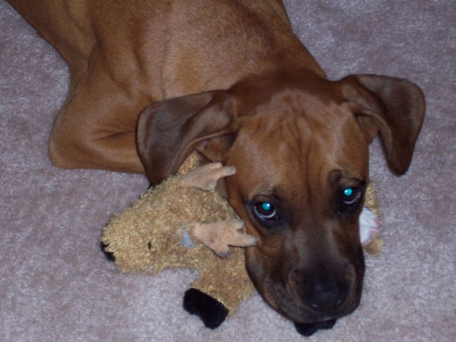 Addie with her deer