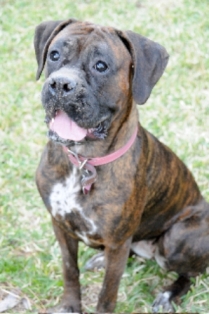 Addie