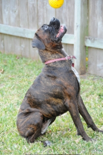 Addie