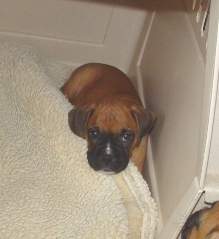 Addy, 7 weeks