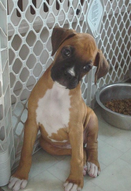 Addy, 8 weeks
